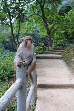 Image of Rhesus Monkey