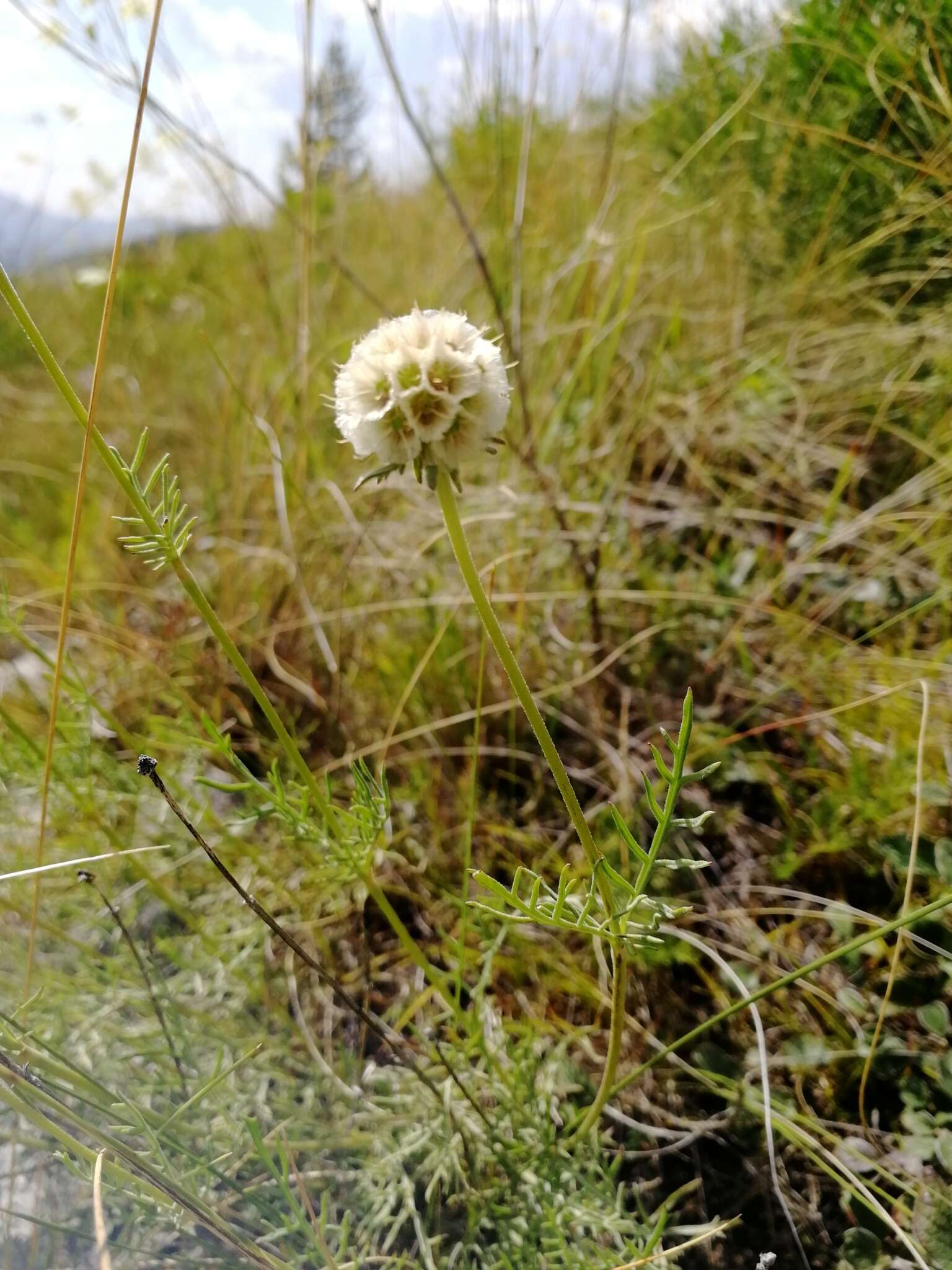 Image of Lomelosia austroaltaica (Bobrov) J. Soják