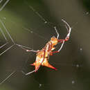 Image of Micrathena armigera (C. L. Koch 1837)