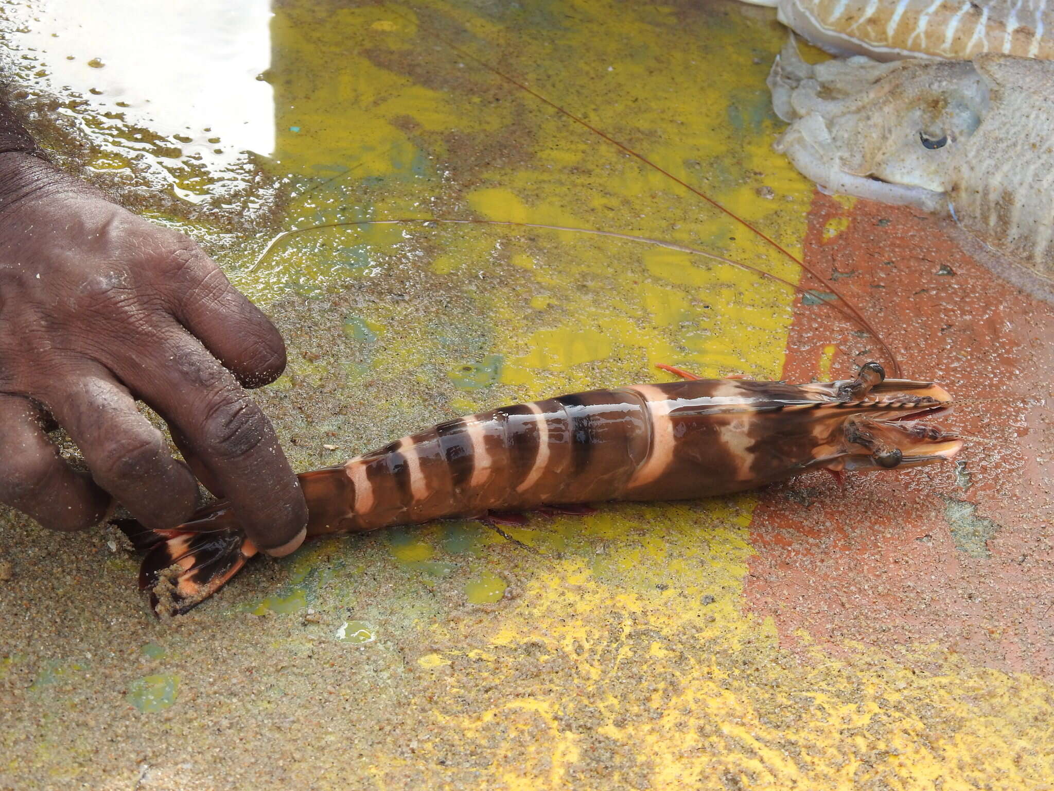 Image of Black tiger shrimp