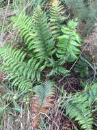 Image of Polystichum wawranum (Szyszyl.) Perrie