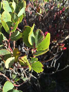 Image de Vaccinium reticulatum Sm.