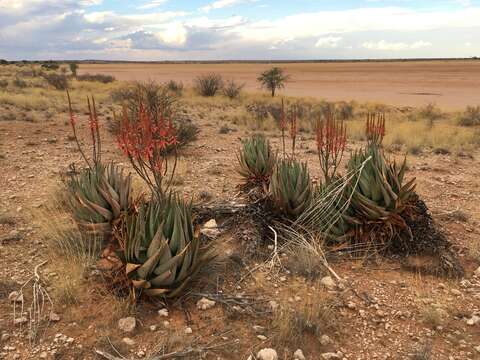 Aloe littoralis Baker resmi