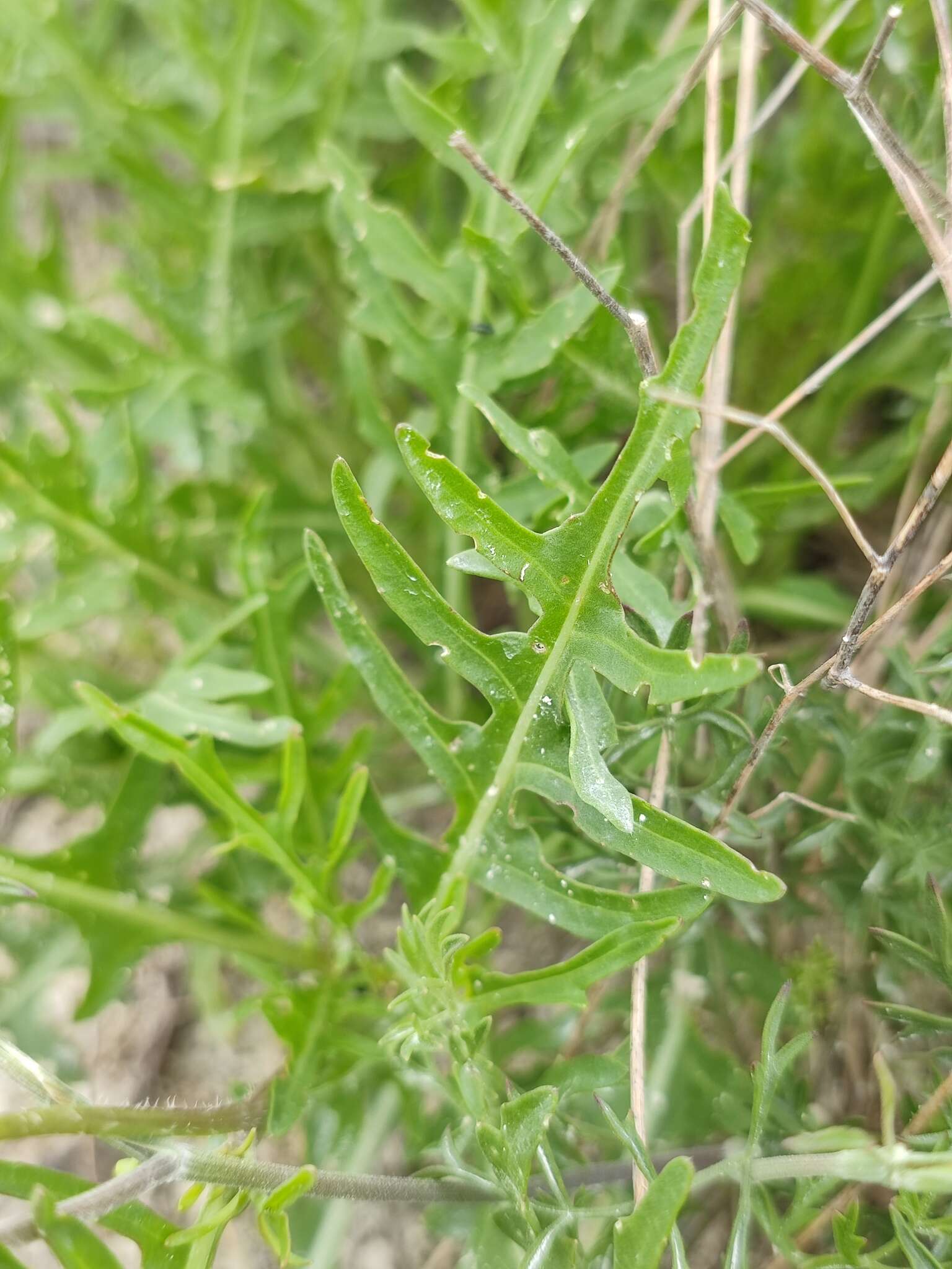 Image of Diplotaxis tenuifolia subsp. cretacea (Kotov) Sobrino Vesperinas