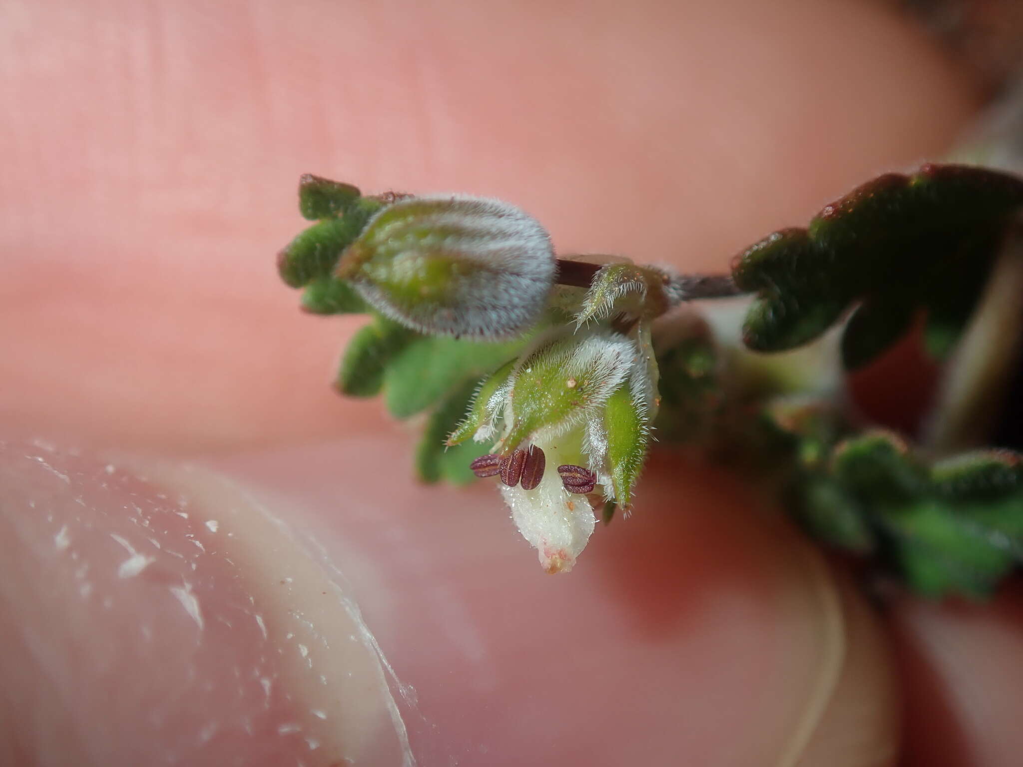 Image of Australian stork's bill