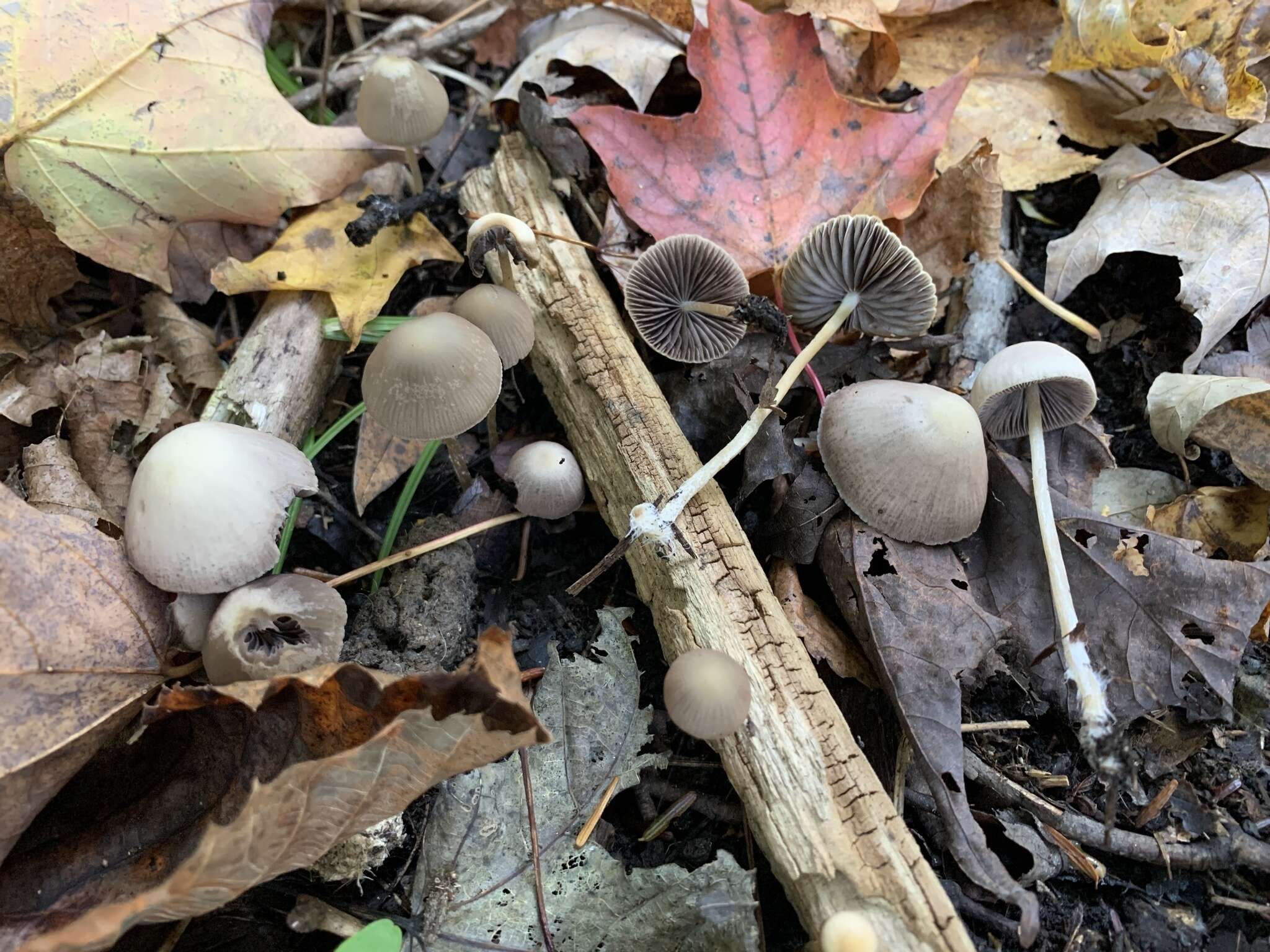 Image of Psathyrella pseudogracilis (Romagn.) M. M. Moser 1967