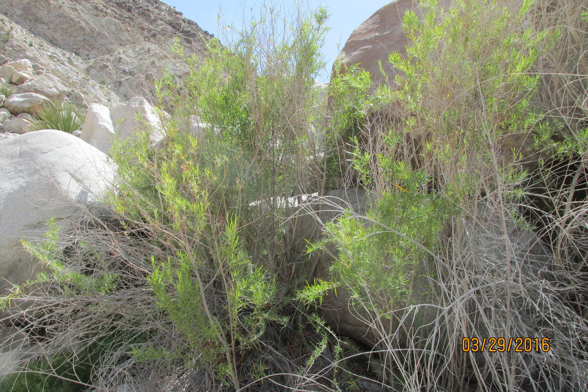 Image of narrowleaf willow