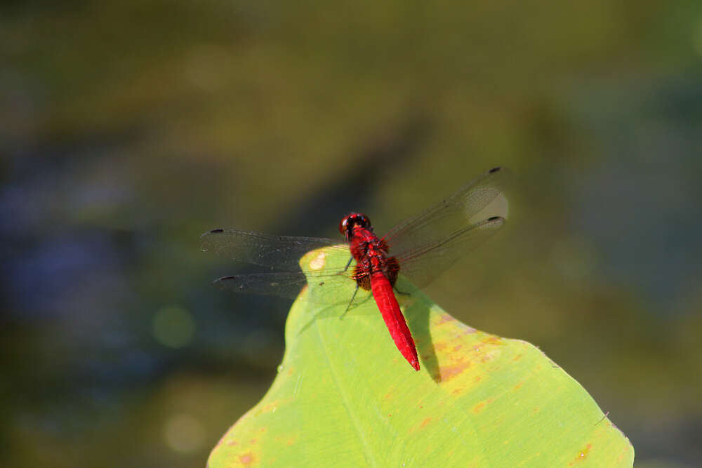 Imagem de Rhodothemis nigripes Lohmann 1984