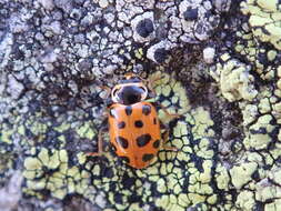 Imagem de Hippodamia tredecimpunctata (Linnaeus 1758)