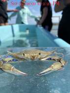 Image of lesser blue crab