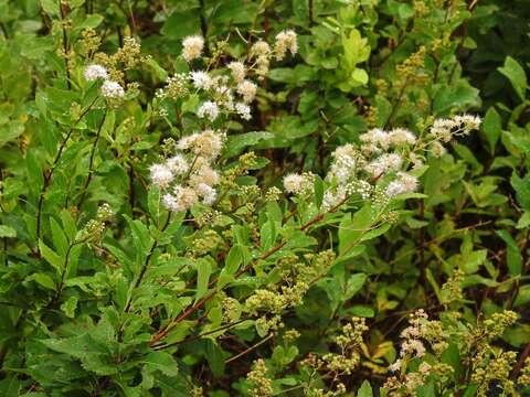 Image of Spiraea alba var. alba