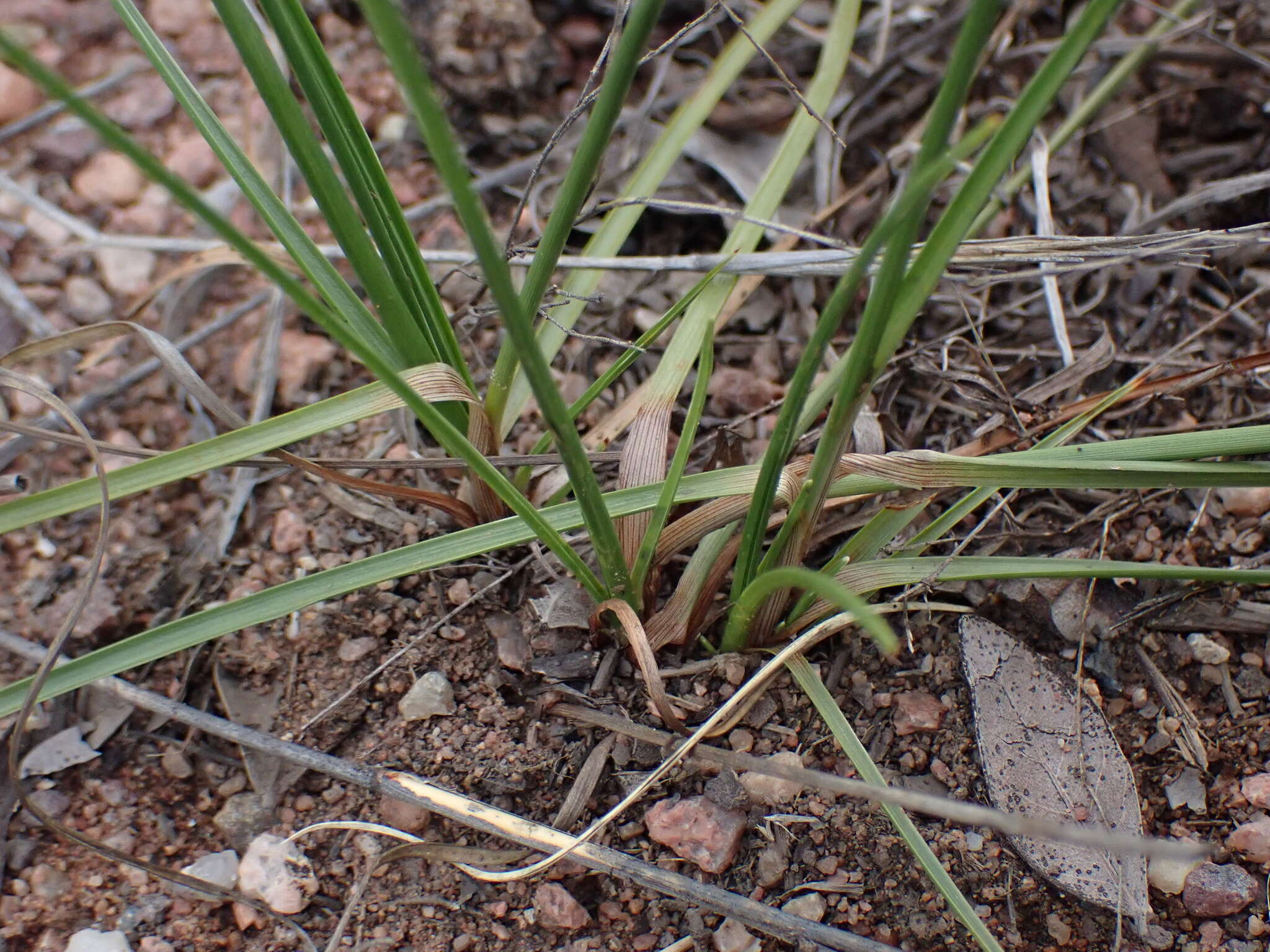 Image of Cyperus margaritaceus Vahl