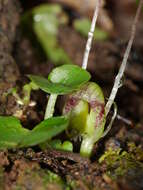 Image of Zeller's spider orchid