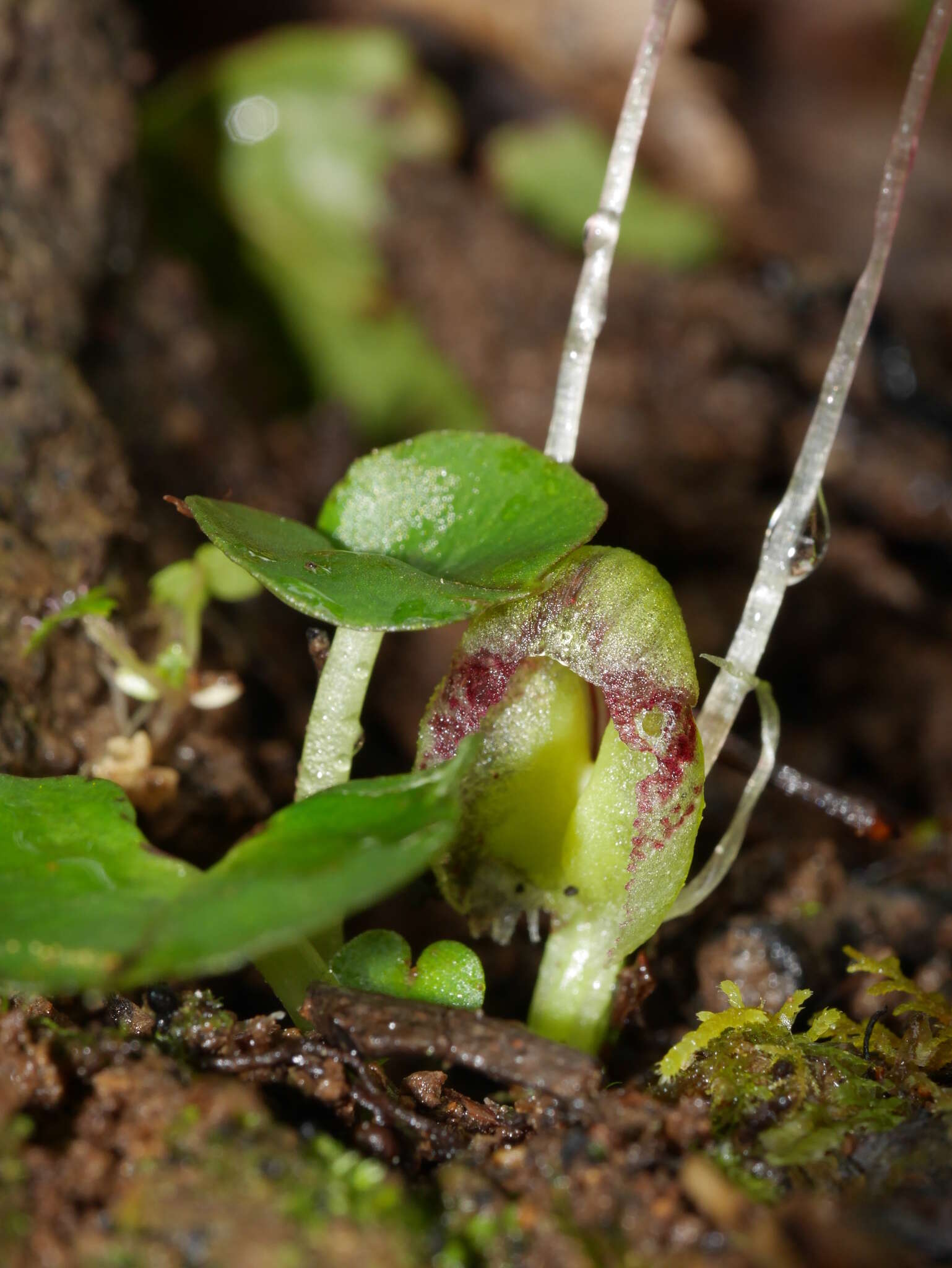 Image of Zeller's spider orchid