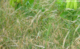 Image of Texas wintergrass