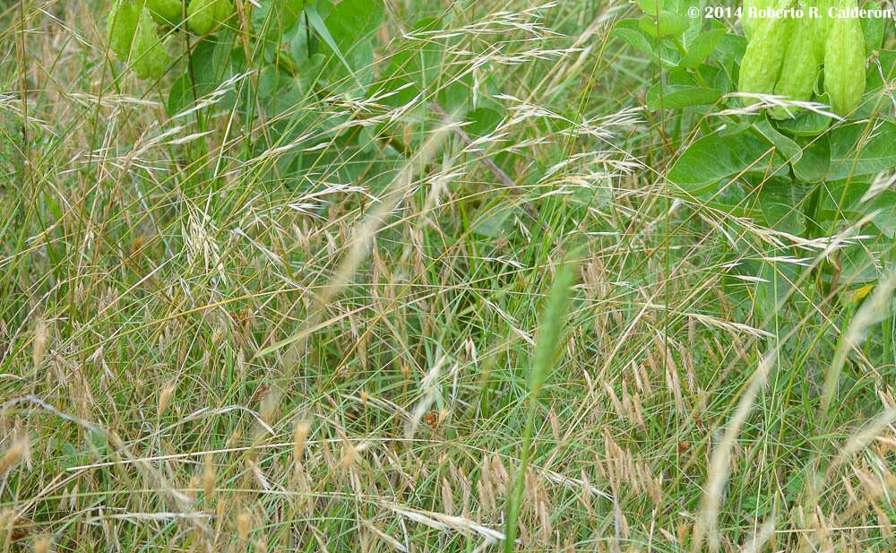 Image of Texas wintergrass