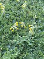 Image of Primula veris subsp. veris