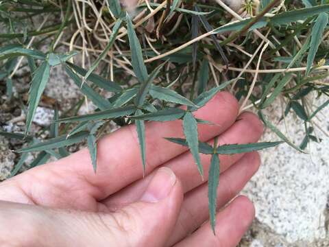 Image of Dedecker's clover