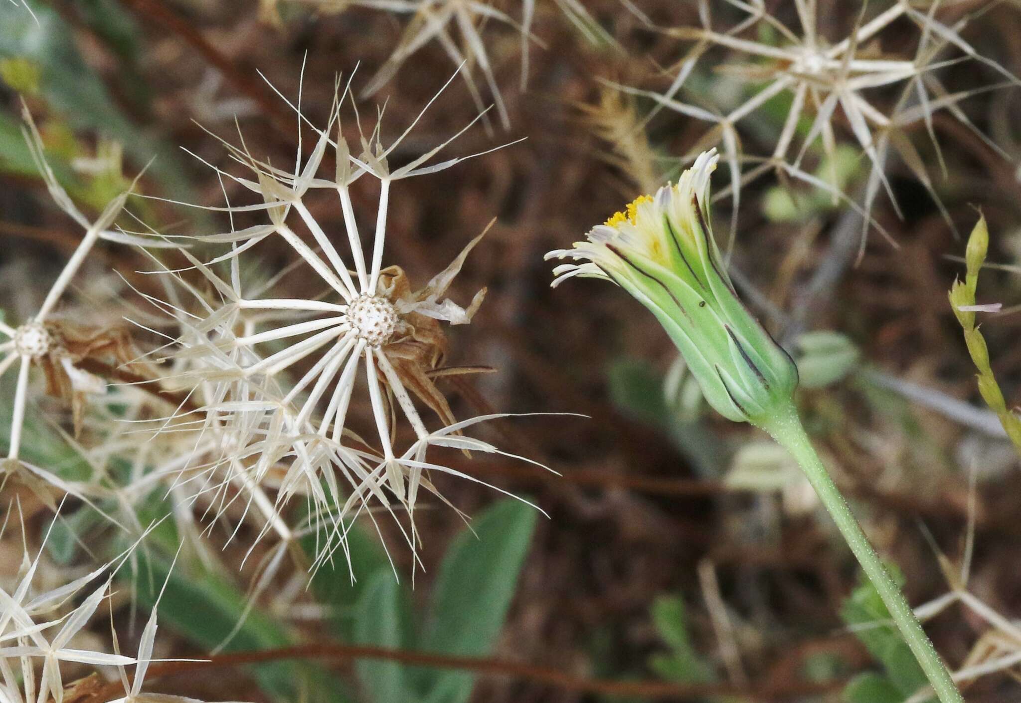 Image of grassland silverpuffs