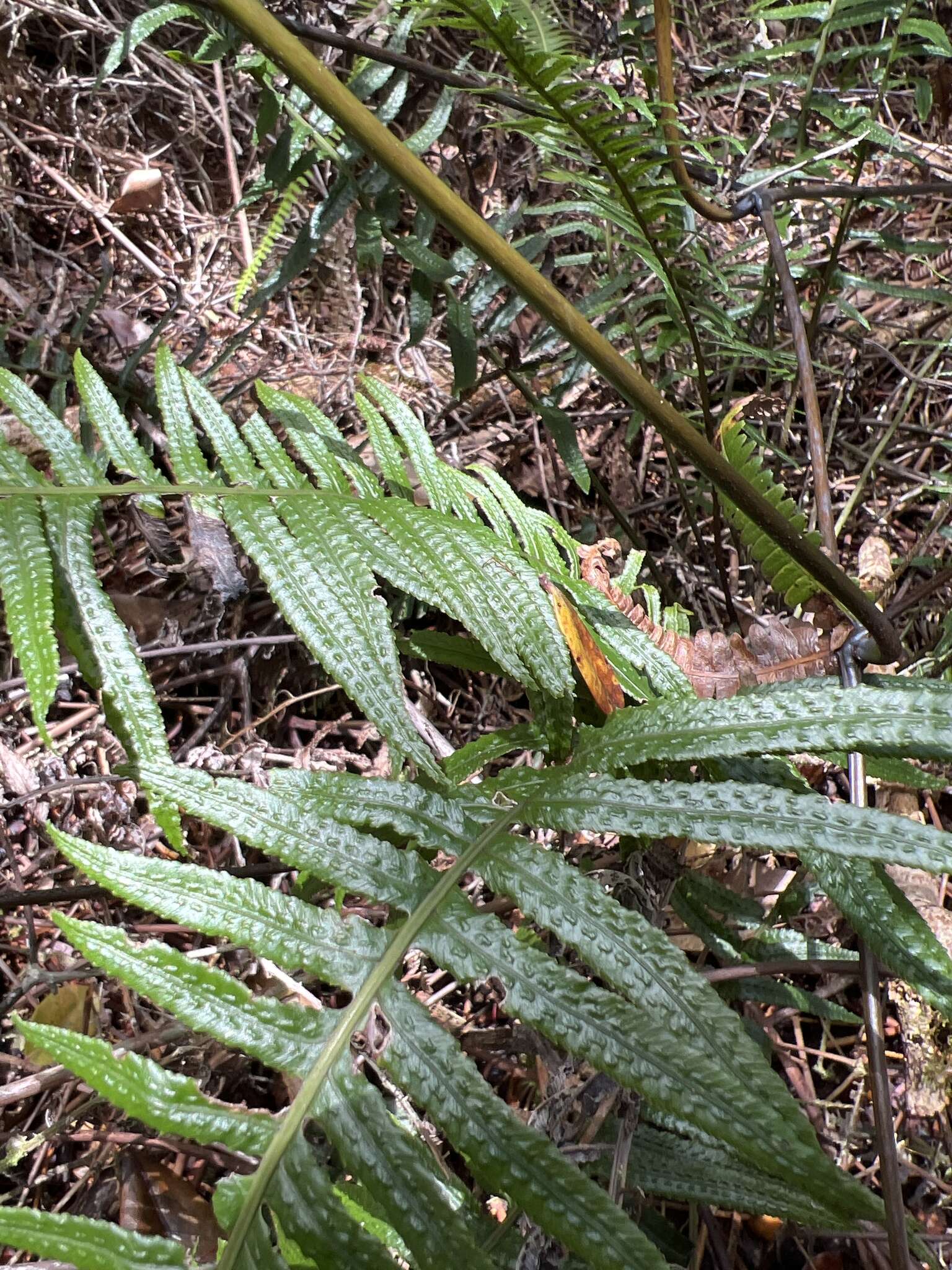 Image of Kunth's hacksaw fern