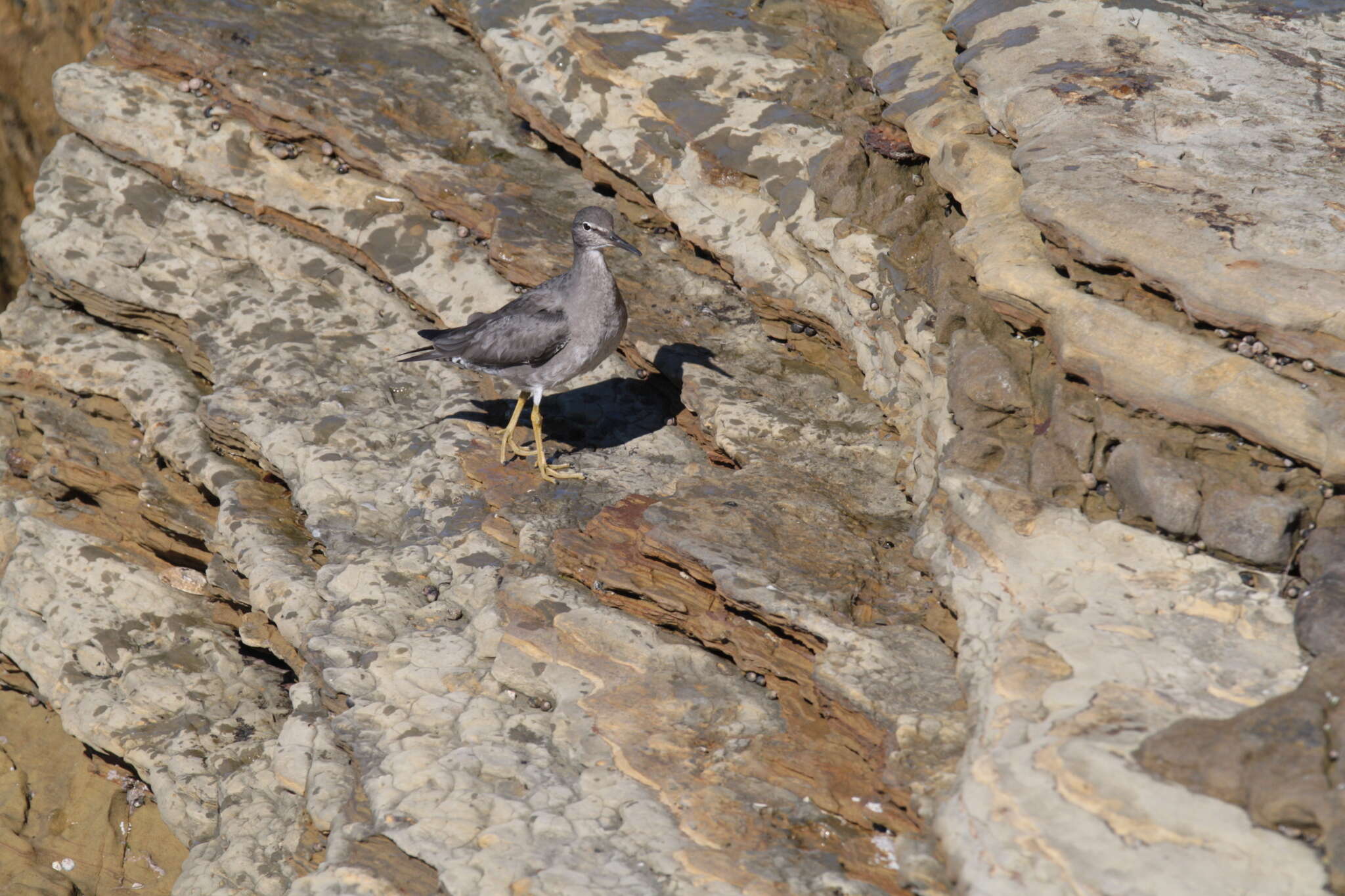 Image of Wandering (Alaskan) Tattler