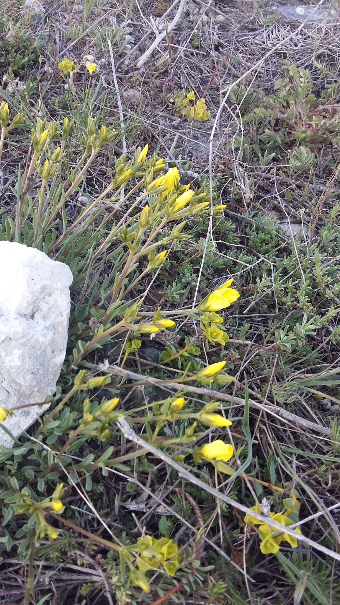 Image of Linum tauricum Willd.