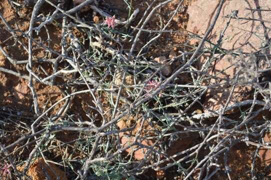 Image of Microloma calycinum E. Mey.