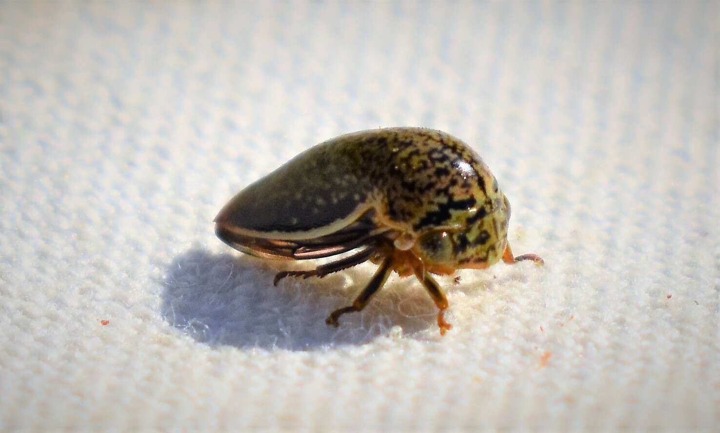 Image of Treehopper