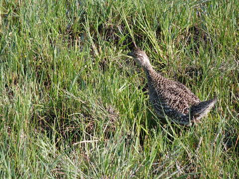 Image of Sharp-tailed Grouse