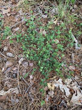 Image de Lespedeza repens (L.) W. P. C. Barton