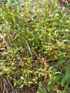 Image of Cerastium glutinosum Fries