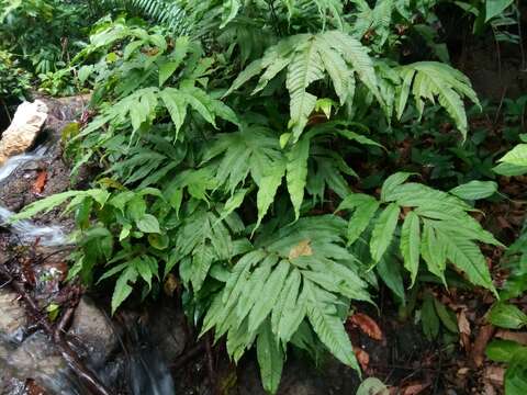 Image of Incised Halberd Fern