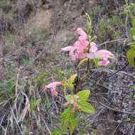 Image of Salvia squalens Kunth