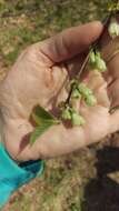 Image de Halesia carolina L.