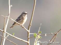 Image of Reichenow's Seedeater