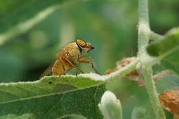 Stomorhina pallida Malloch 1927 resmi