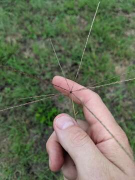 Image of slimspike windmill grass