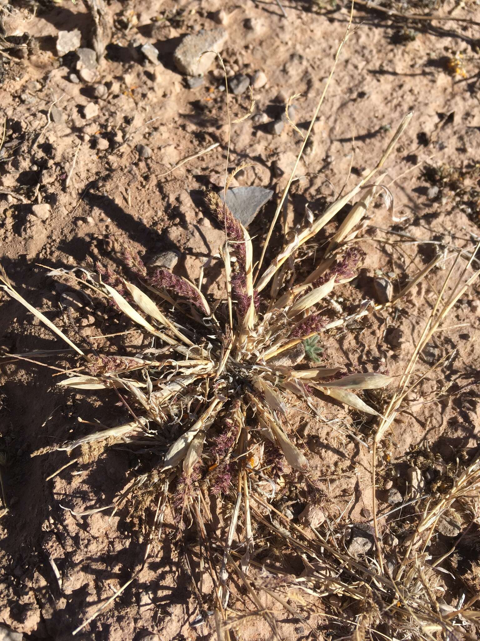 Image of Carrot seed grass