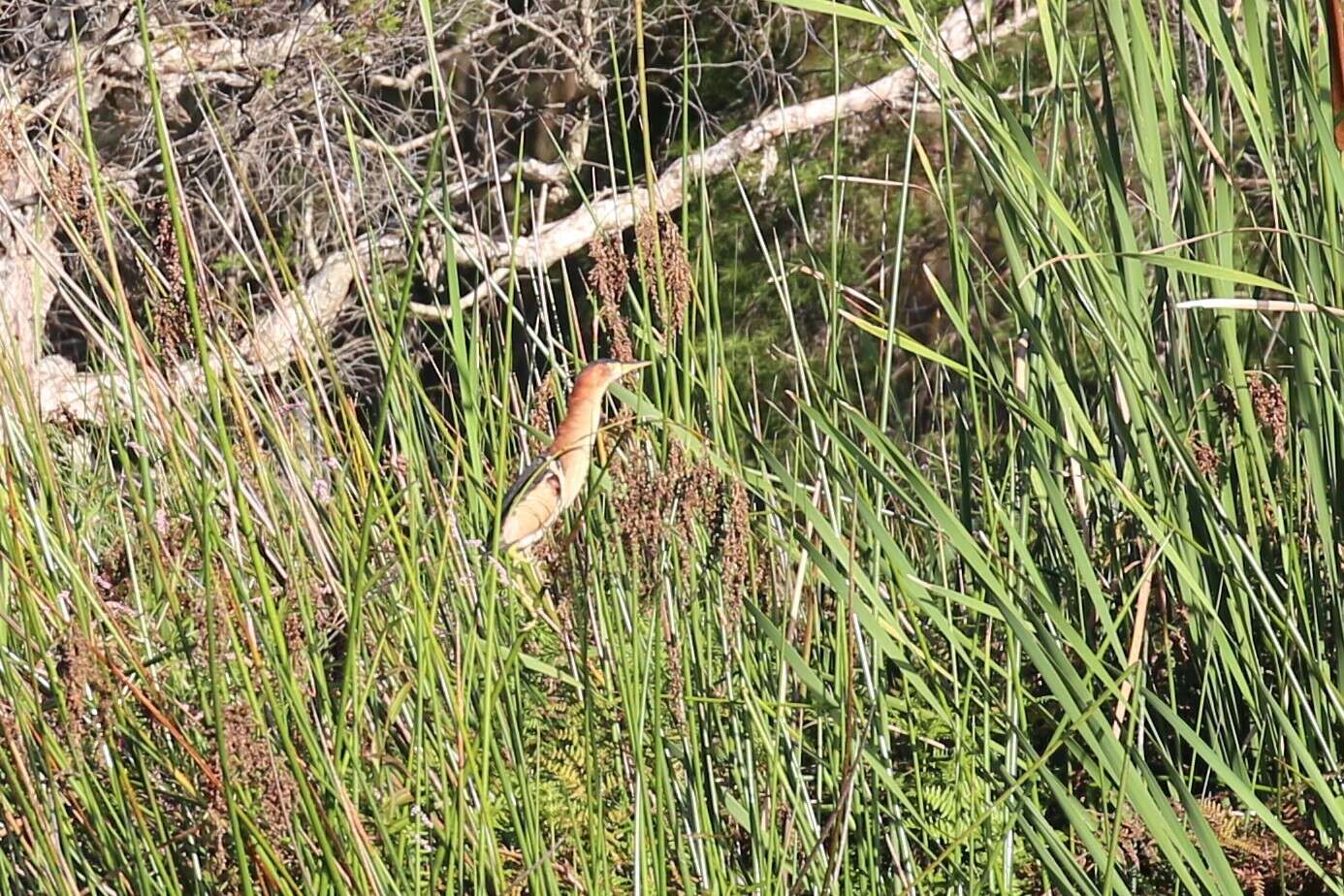 Image of Australian Little Bittern