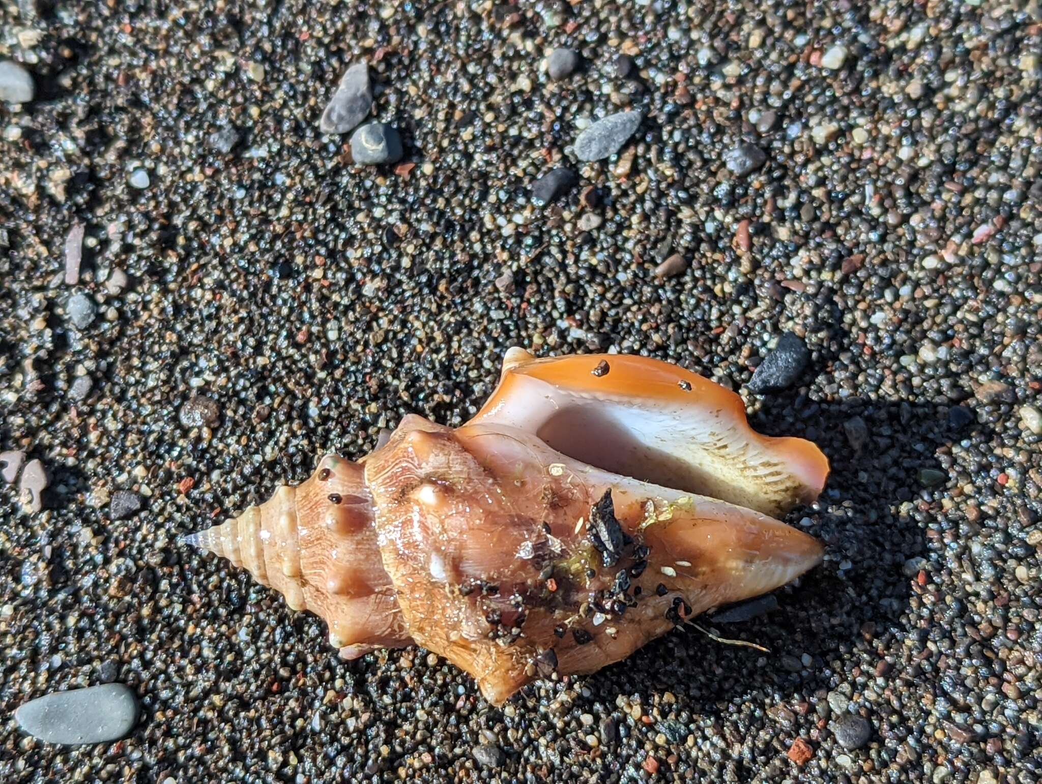 Image of Eastern Pacific fighting conch