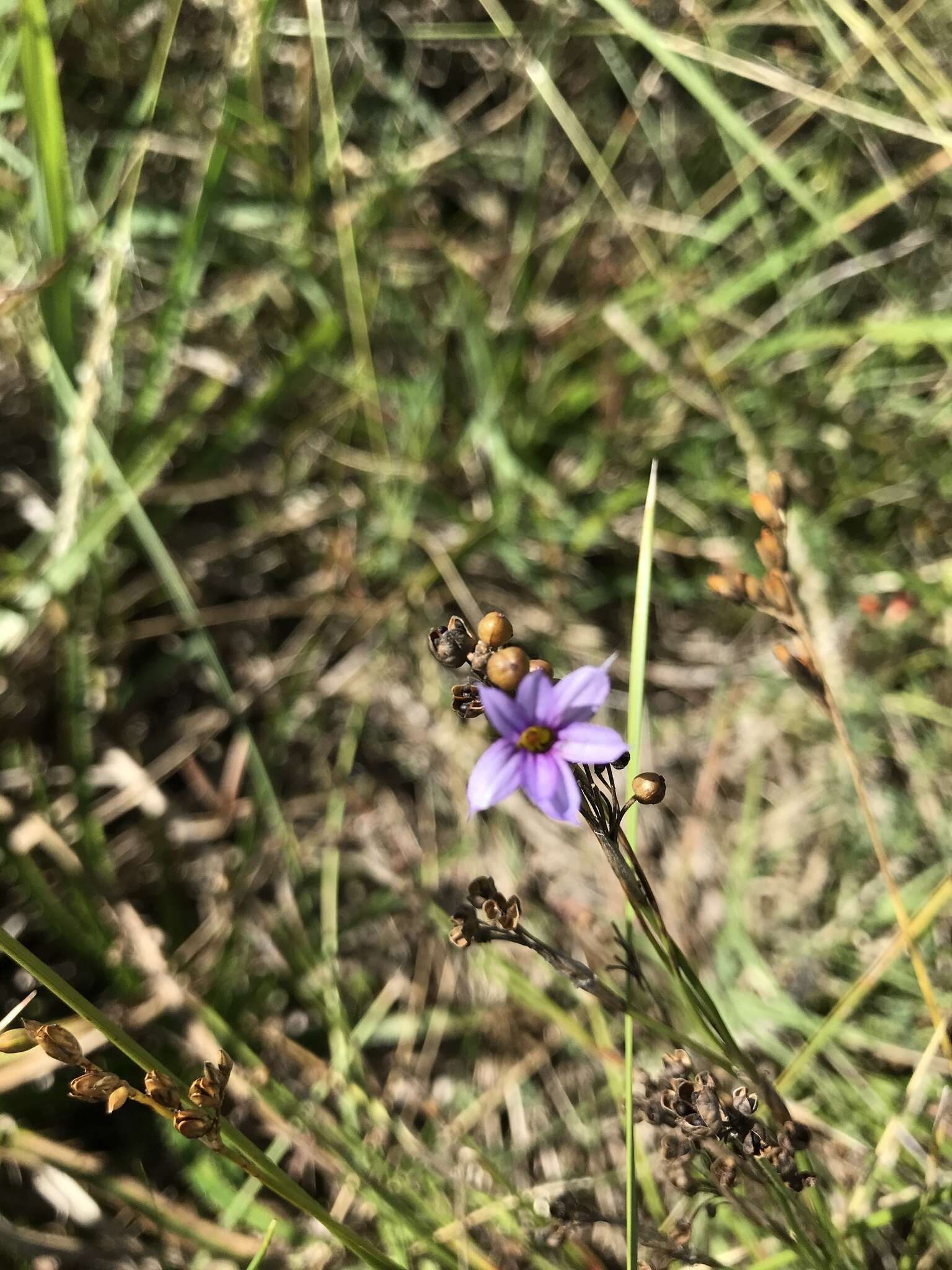 Image of Sisyrinchium platense I. M. Johnst.