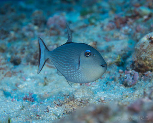 Image of Gilded triggerfish