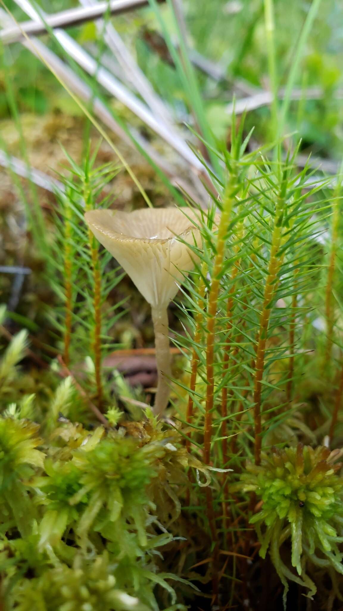 Image of Arrhenia sphagnicola (Berk.) Redhead, Lutzoni, Moncalvo & Vilgalys 2002