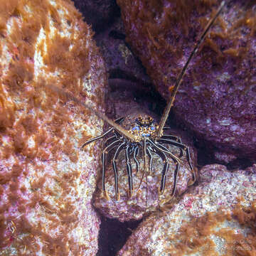 Image of Pronghorn Spiny Lobster