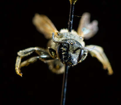 Plancia ëd Lasioglossum zonulum (Smith 1848)