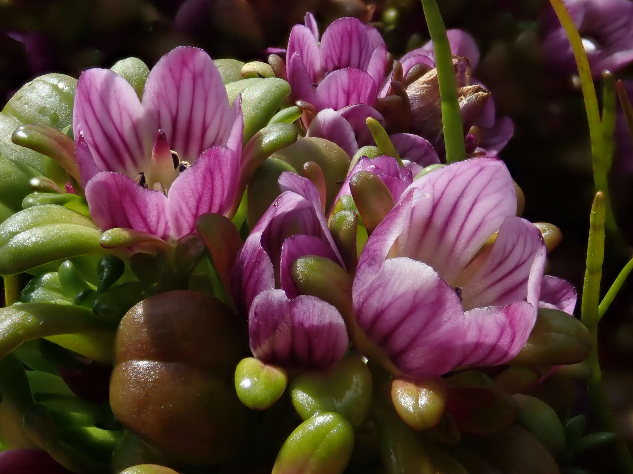 Image of Gentianella cerina (Hook. fil.) T. N. Ho & S. W. Liu