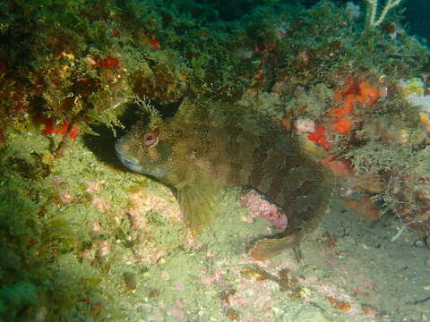 Image of Tompot Blenny