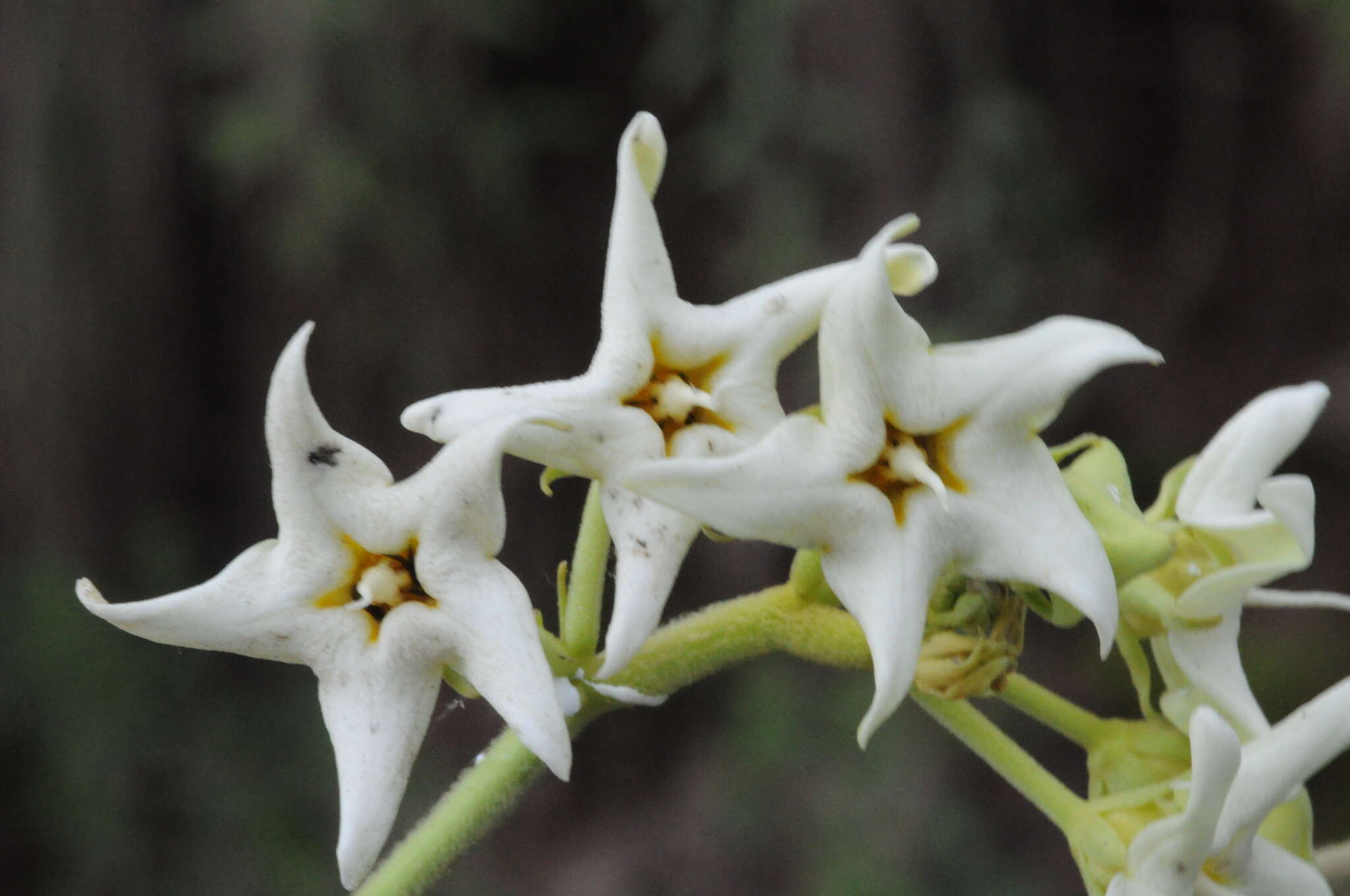 صورة Philibertia latiflora (Griseb.) Goyder