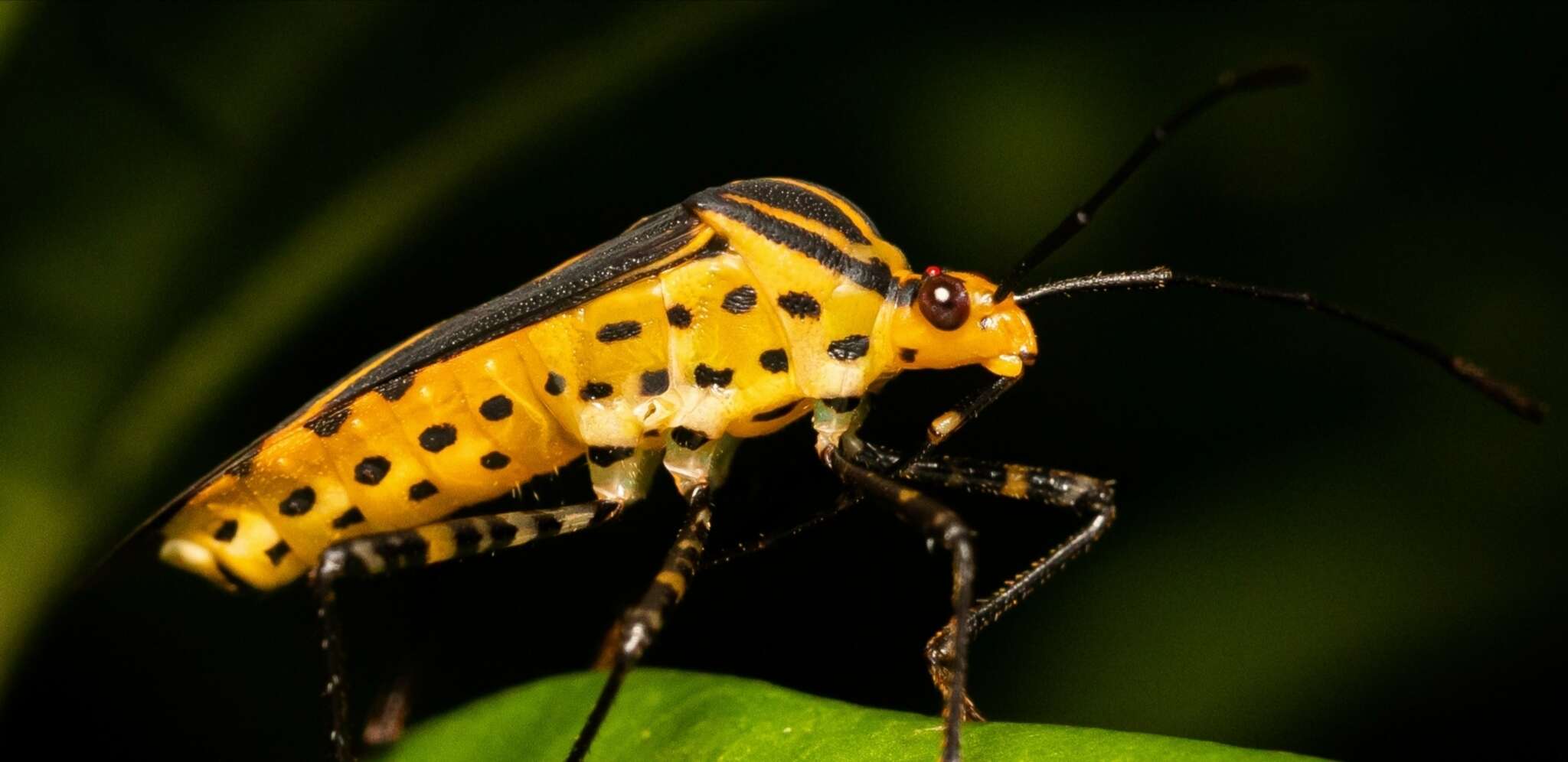 Plancia ëd Hypselonotus linea (Fabricius 1803)