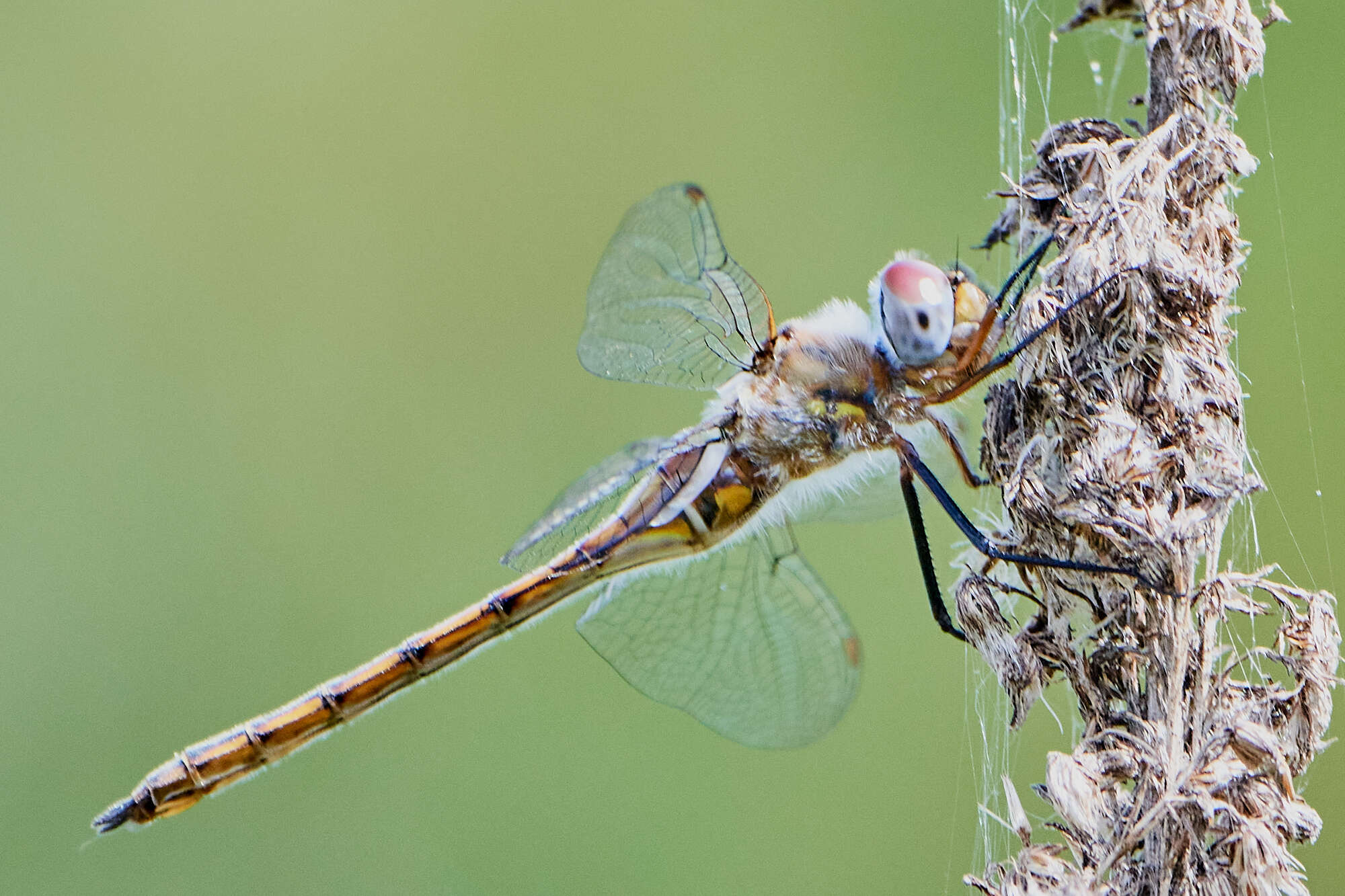 Image of Florida Baskettail